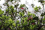 Click to see YIMG_0605.JPG