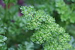 Click to see YIMG_0612.JPG