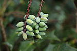 Click to see YIMG_0619.JPG