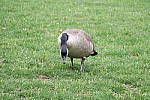 Click to see YIMG_0675.JPG