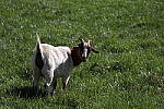 Click to see YIMG_0700.JPG