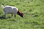 Click to see YIMG_0704.JPG