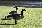 Click to see YIMG_0784.JPG