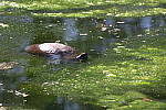 Click to see YIMG_0789.JPG
