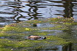 Click to see YIMG_0803.JPG