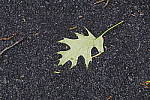 Click to see YIMG_1441-STD.JPG