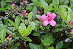 Click to see YIMG_1451-FD.JPG