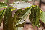 Click to see YIMG_1463.JPG