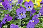 Click to see YIMG_1587-ISO100.JPG
