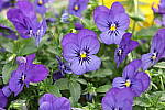 Click to see YIMG_1588-ISO1600.JPG