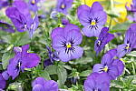 Click to see YIMG_1591-ISO16000.JPG