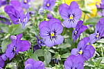 Click to see YIMG_1592-ISO25600.JPG