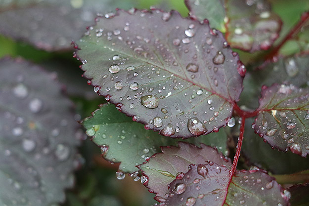 Canon 80D Review -- Gallery Image