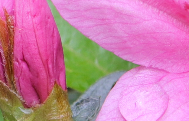 Canon 80D Review -- Gallery Image