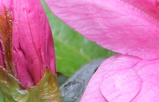 Canon 80D Review -- Gallery Image