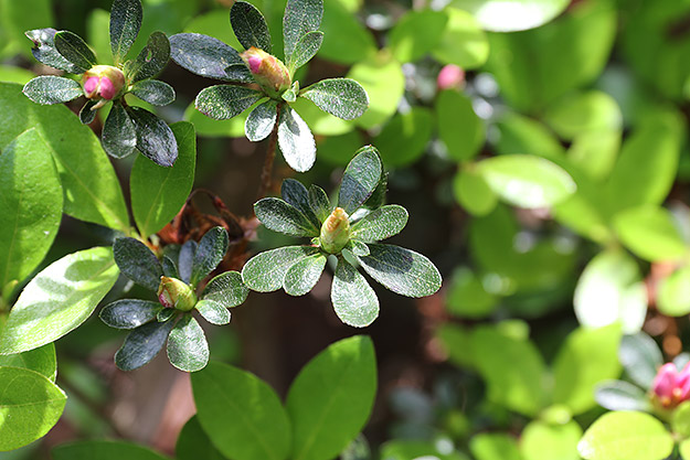 Canon 80D Review -- Gallery Image