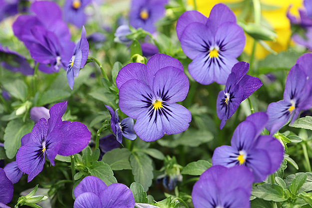 Canon 80D Review -- Gallery Image