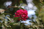 Click to see Y-IMG_2537.JPG
