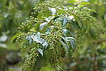 Click to see Y-IMG_2557.JPG