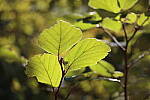 Click to see Y-IMG_2593.JPG