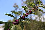 Click to see Y-IMG_2612.JPG