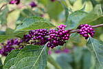 Click to see Y-IMG_2615.JPG