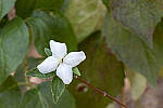 Click to see Y-IMG_2627-RAWedit.jpg