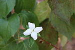 Click to see Y-IMG_2627.JPG