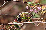 Click to see Y-IMG_2638.JPG