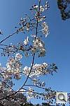Click to see YIMG_2638.JPG