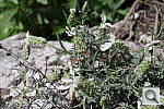 Click to see YIMG_2688.JPG