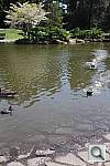 Click to see YIMG_2752.JPG
