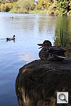 Click to see YIMG_2865.JPG