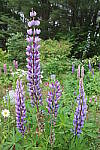 Click to see YIMG_1713.JPG