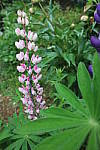Click to see YIMG_1718.JPG