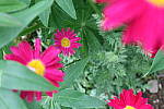 Click to see YIMG_1727.JPG