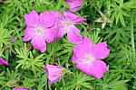 Click to see YIMG_1738-Flash.JPG