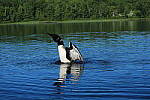 Click to see YIMG_1773.JPG