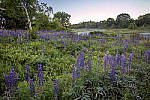 Click to see YIMG_1776-MOD.JPG