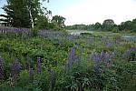 Click to see YIMG_1776.JPG