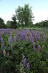 Click to see YIMG_1780.JPG