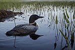 Click to see YIMG_1794-MOD.JPG