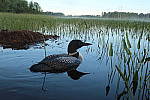 Click to see YIMG_1794.JPG