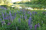Click to see YIMG_1818.JPG