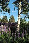 Click to see YIMG_1821.JPG