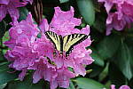 Click to see YIMG_1838.JPG