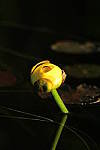 Click to see YIMG_1846.JPG