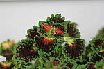 Click to see YIMG_2003-ISO-800.JPG