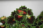 Click to see YIMG_2006-ISO-6400.JPG