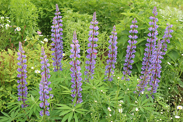 Canon M10 Review: Field Test -- Gallery Image